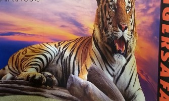 What Are My Options For Trade Show Displays?