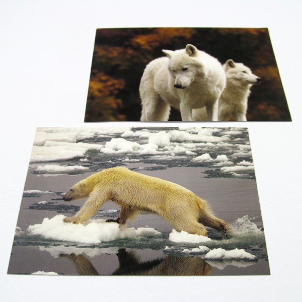 6 x 11 Double Sided Full Colour Postcards 6 x 11 Double Sided Full Colour Postcards